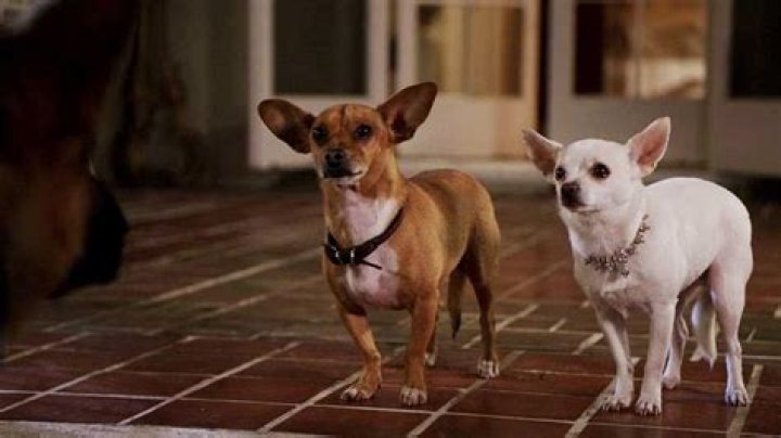 What happened to the cast of Beverly Hills Chihuahua? – Celebrity